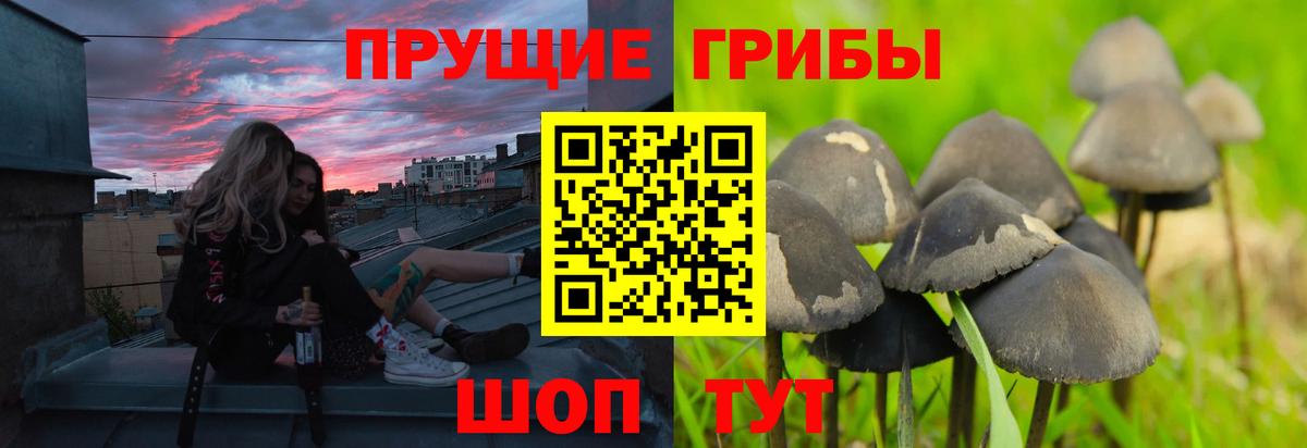 Псилоцибиновые грибы MAGIC MUSHROOMS  Вход с VPN  Псилоцибиновые грибы Psilocybine cubensis  Славянск-на-Кубани 